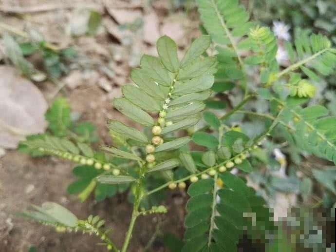 这野草了不得，浑身缀满“绿珍珠”项链，挖回家赚大了！