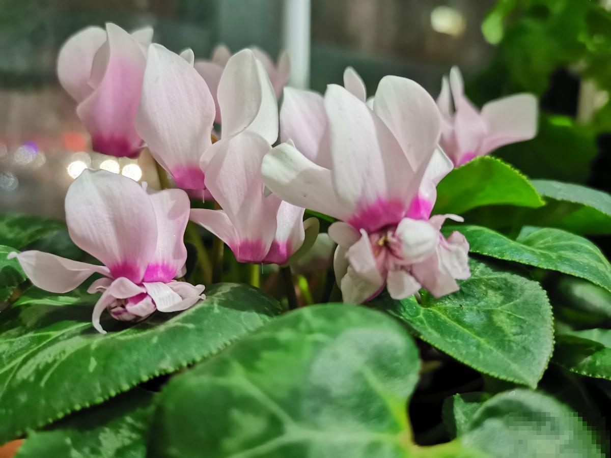 山上捡点“疙瘩土”，碾碎往花盆一撒，比昂贵花肥好使！