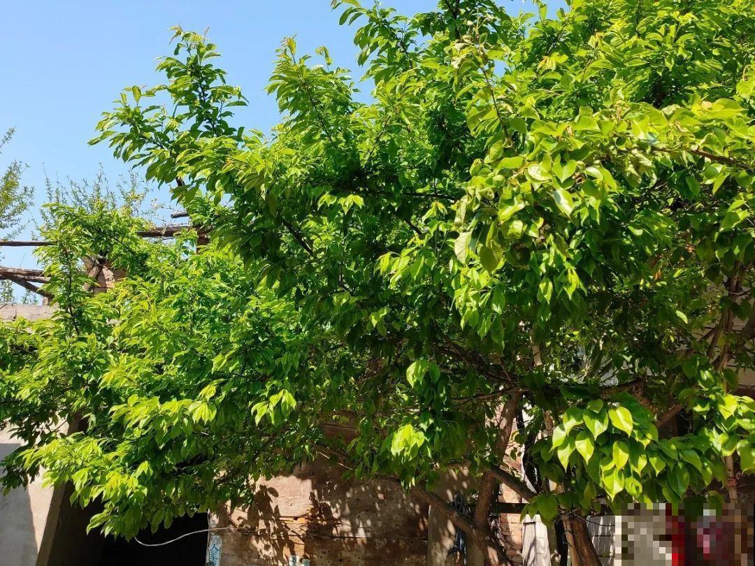 有院子的话，一定种棵李子，寓意好、结果多！