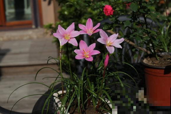 路边一种“韭菜”花，种盆里太养眼，一淋雨就开花！