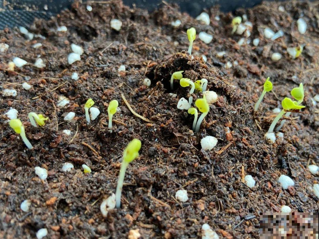 10种菜，阳台就能养，蹭蹭长满一盆，都快吃不了了