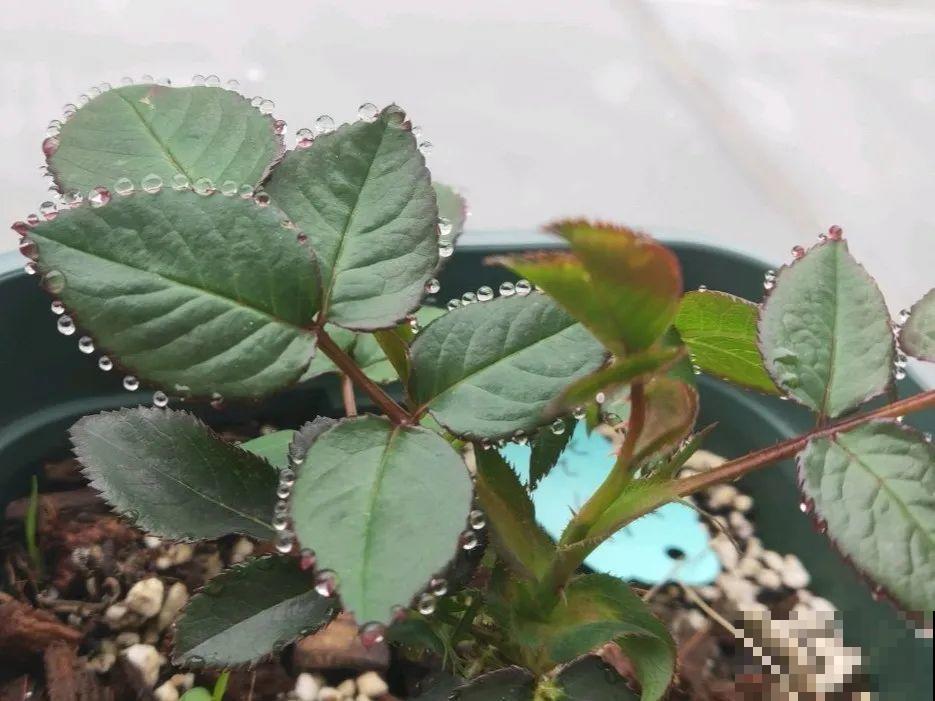花叶子噗噗冒水珠，恭喜你，把花养灵了！