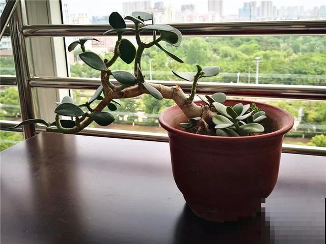 嫌花长得丑，趁现在砍头，满盆都是新叶子！