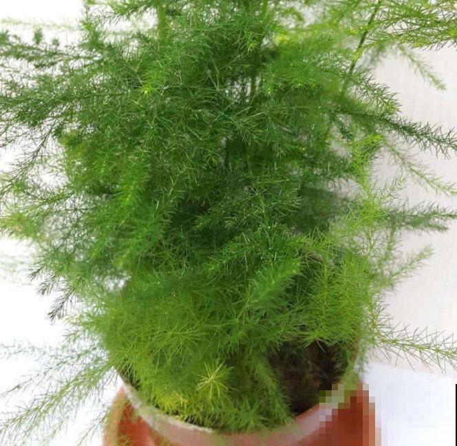 超耐阴的文竹，3个小手段，养成绿油油的小森林！