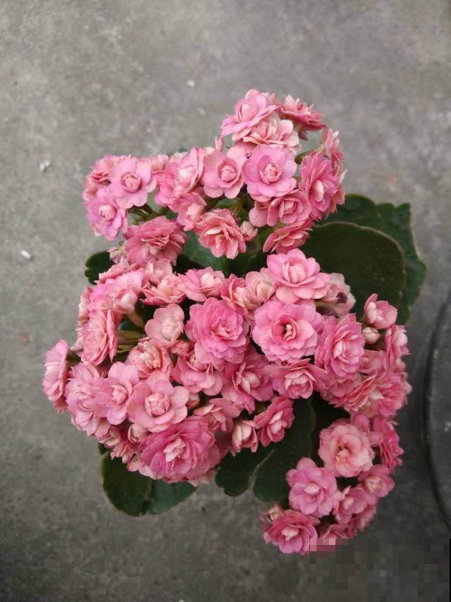4种花不能长高，否则变得特丑，再也不开花