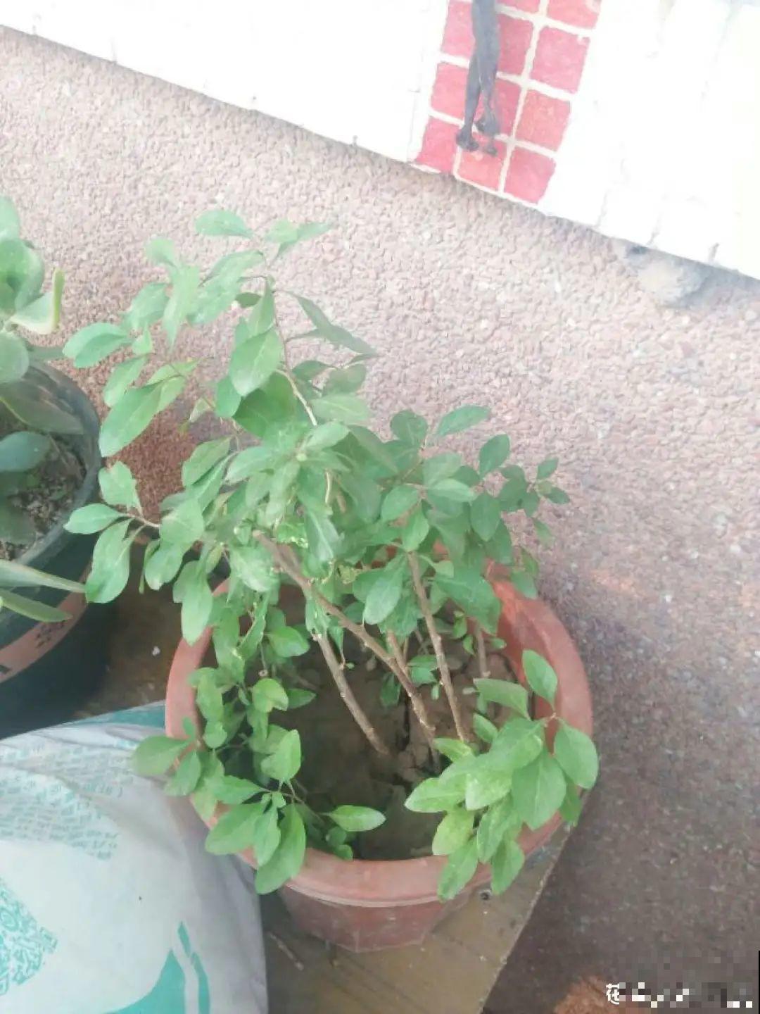 老中医最爱的花，掐一把嫩芽能做菜，泡水喝更养生！