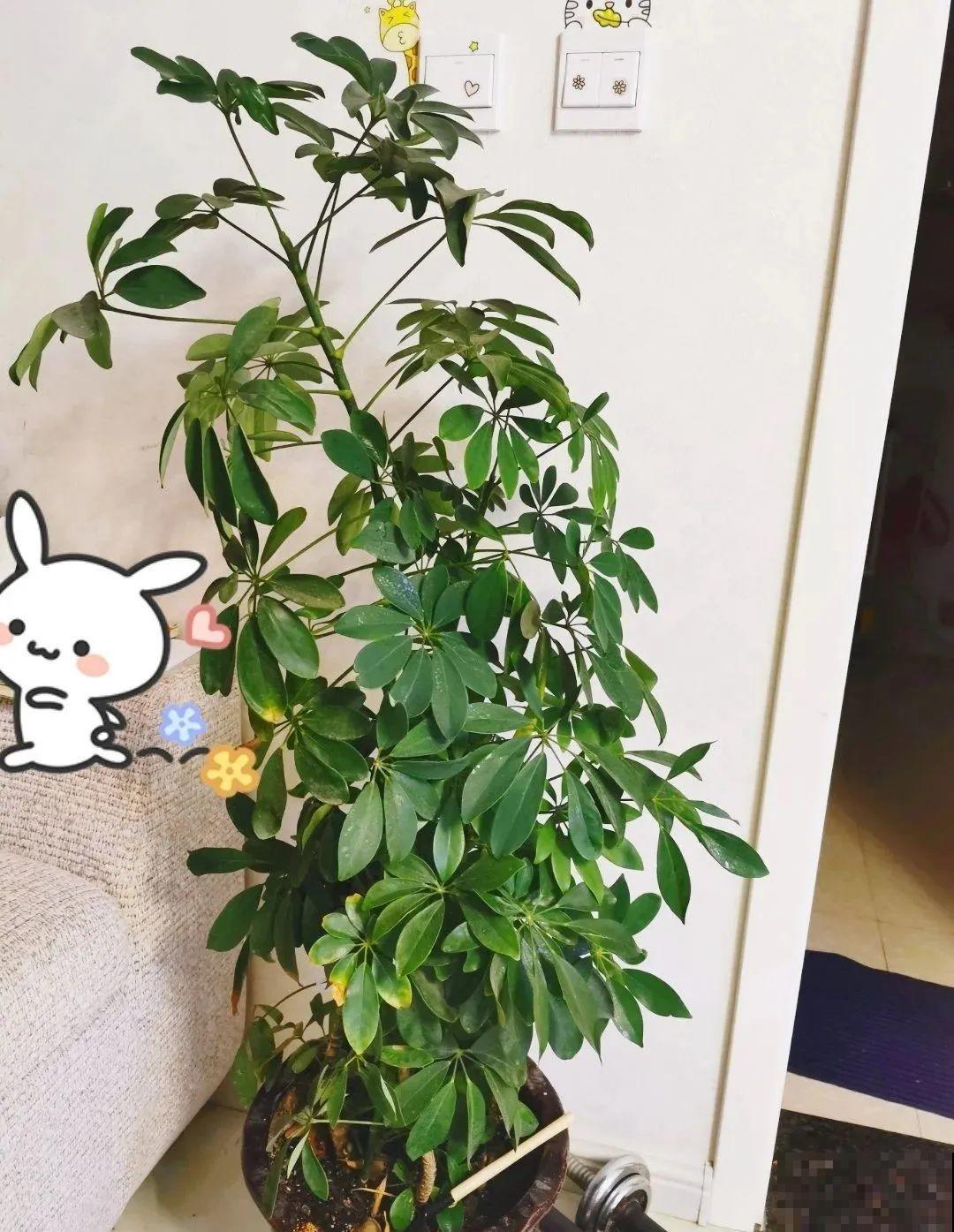 客厅养盆镇宅花，除异味、保家宅，越养家越旺！
