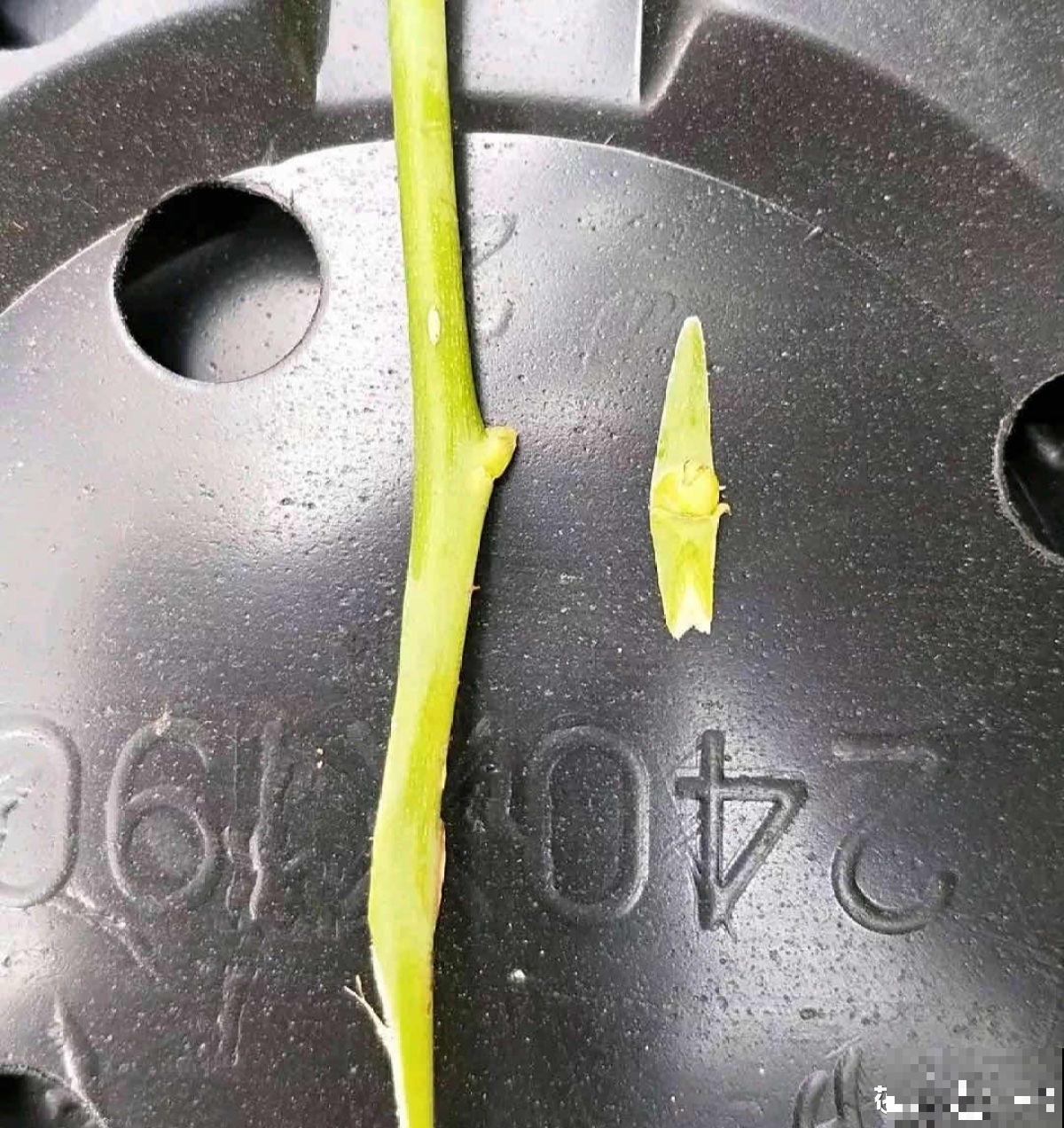 月季剪根枝条，绑在光杆子上，2年长成棒棒糖！