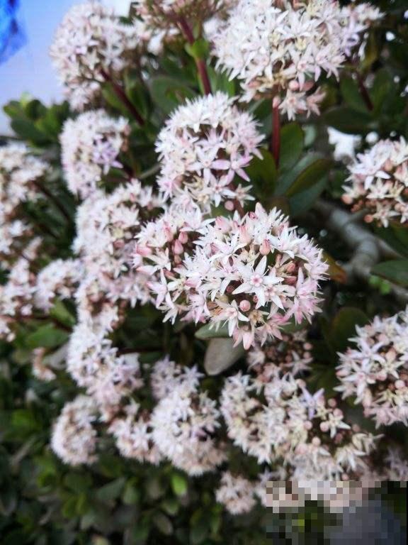 有见过开满花的玉树吗？原来养护这么重要，半月就能看到花蕾