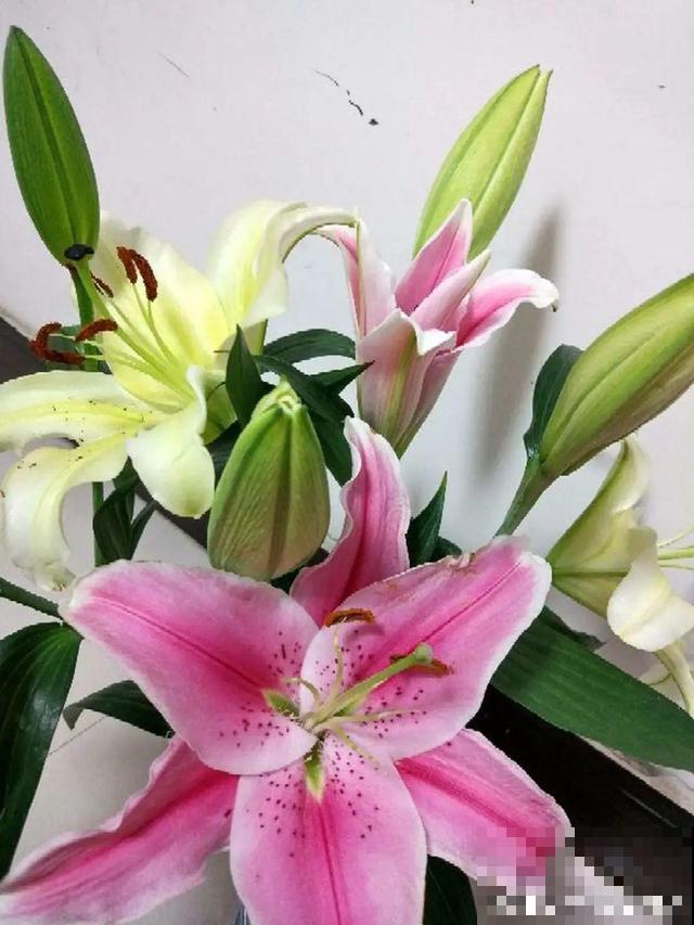 卧室别养这8种花，香得头昏脑胀，对身体有大害处！