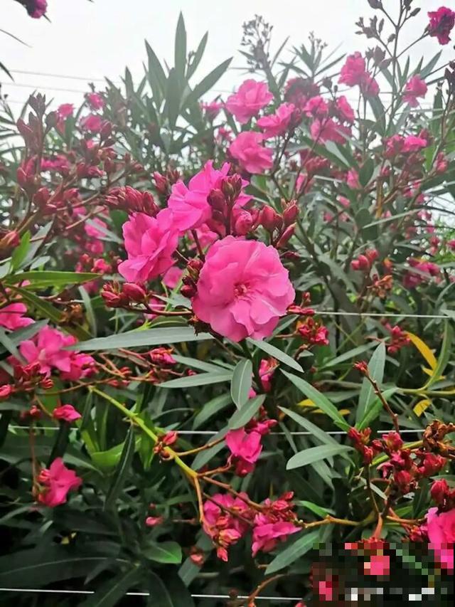 9种有毒花，出门见到要离远点，家里有老人小孩的要注意