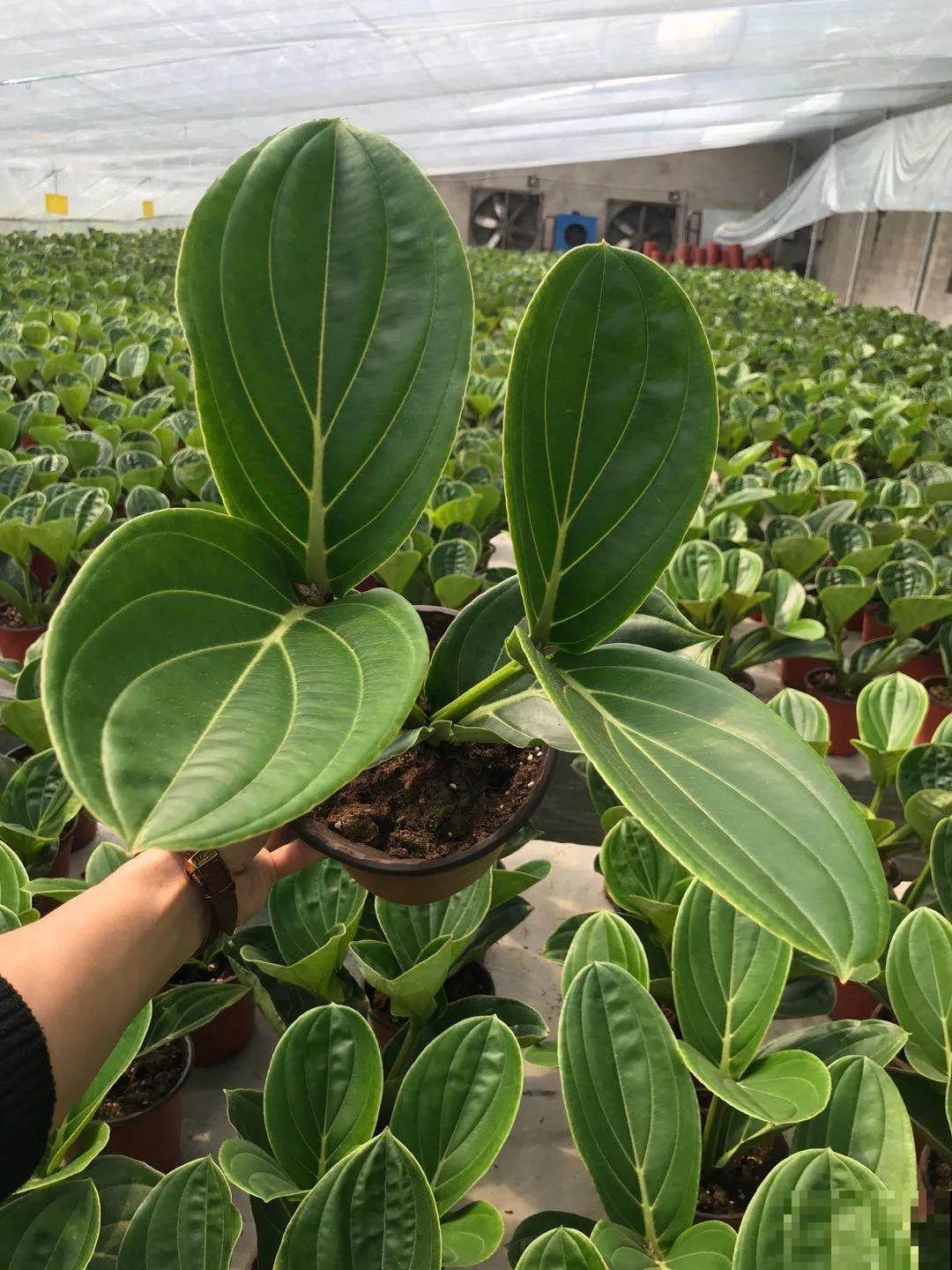 客厅养盆“贵妇花”，耐阴开花200天，特有气质！