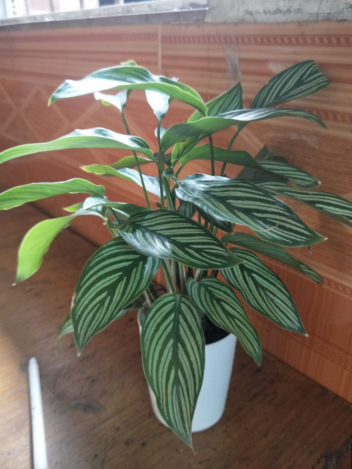 原来竹芋也能开花，一朵花开好几个月，整个花期持续一整年！