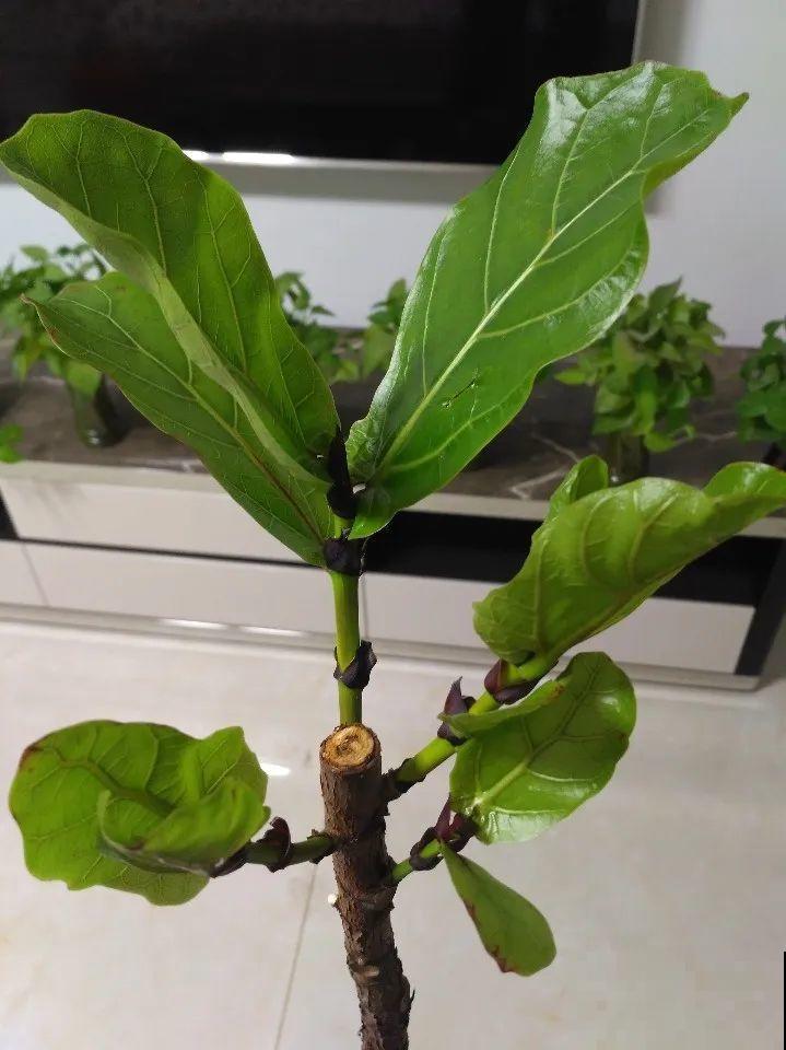 橡皮树春天要打顶，独杆变成大伞盖，叶子挤满盆！