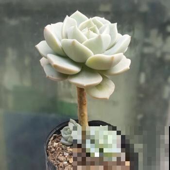 白牡丹模样的多肉你见过吗？特别皮实好养，叶子肥得惊人！