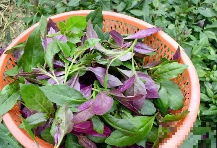在超市卖很贵的补血菜，花盆里就能种，好看又好吃！