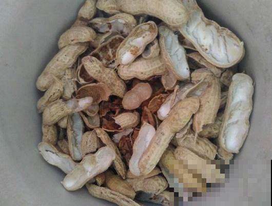 浇水总是烂根？土里加点“料”，咋浇水都没事！