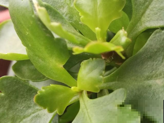 嫌花长得丑，趁现在砍头，2个月脱胎换骨！
