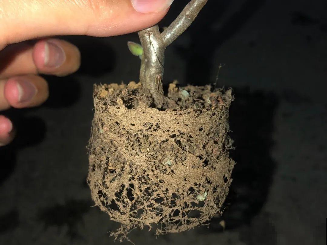 注意，绣球出现这种情况不能换盆，小心换完就死！