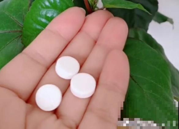 浇水总是烂根？土里加点“料”，咋浇水都没事！
