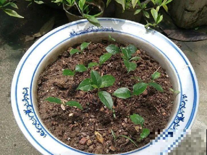 20种常见花，扦插方法大全，不用再花钱买了！