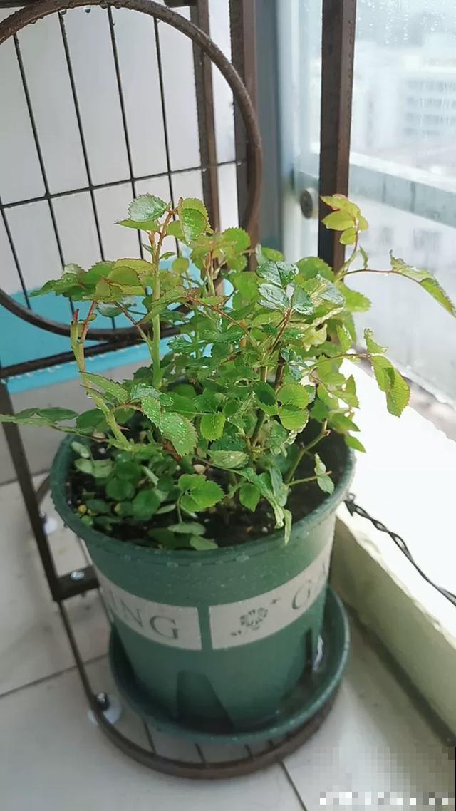 月季出现这种枝，要赶紧剪掉，不然开花会很少！