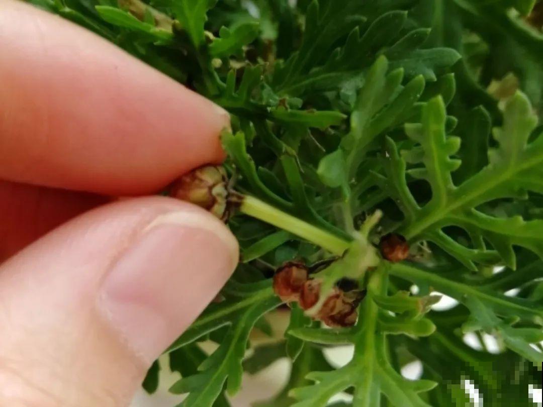 橡皮树春天要打顶，独杆变成大伞盖，叶子挤满盆！