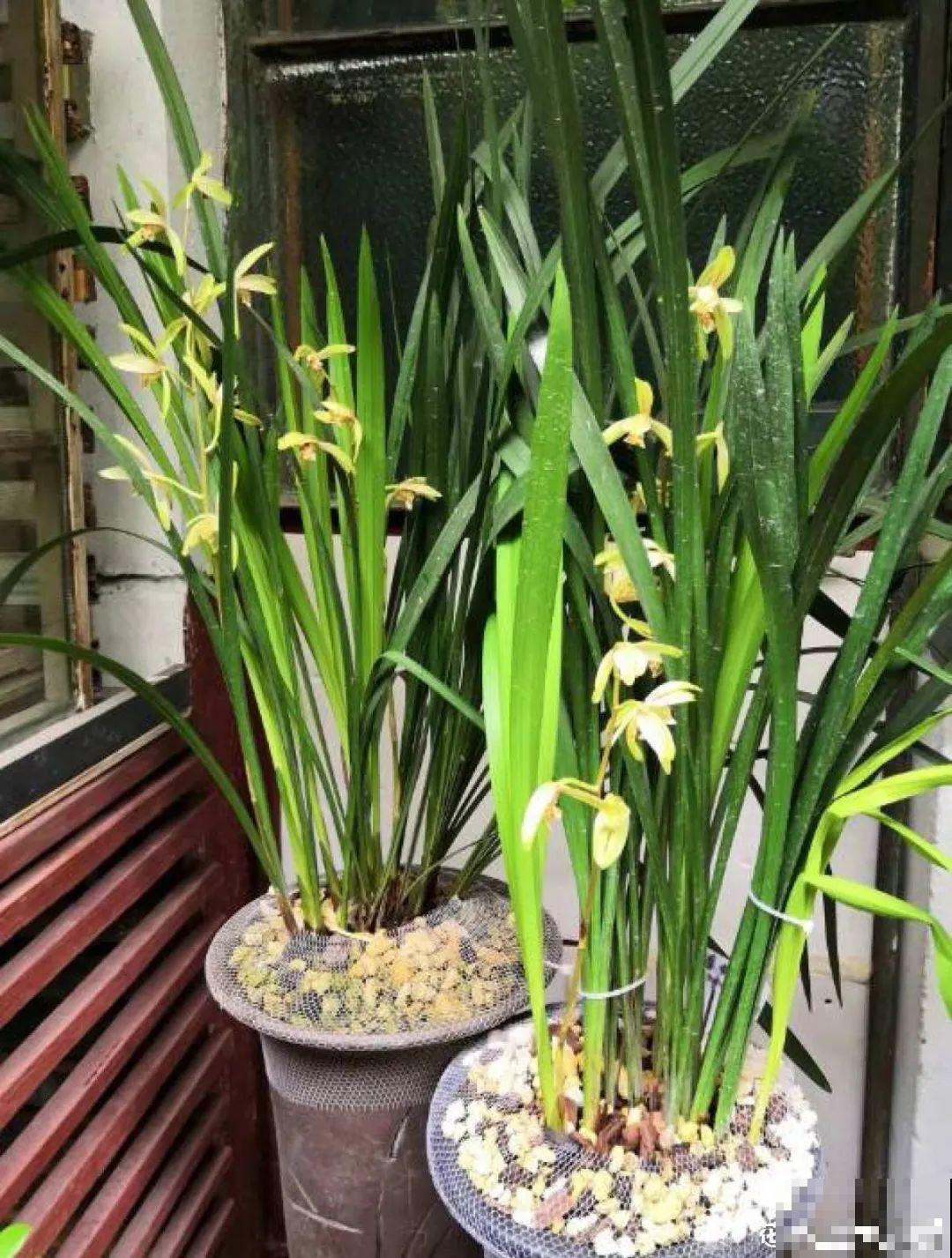 春天养月季，土里埋点小豆豆，呼呼冒出大花苞
