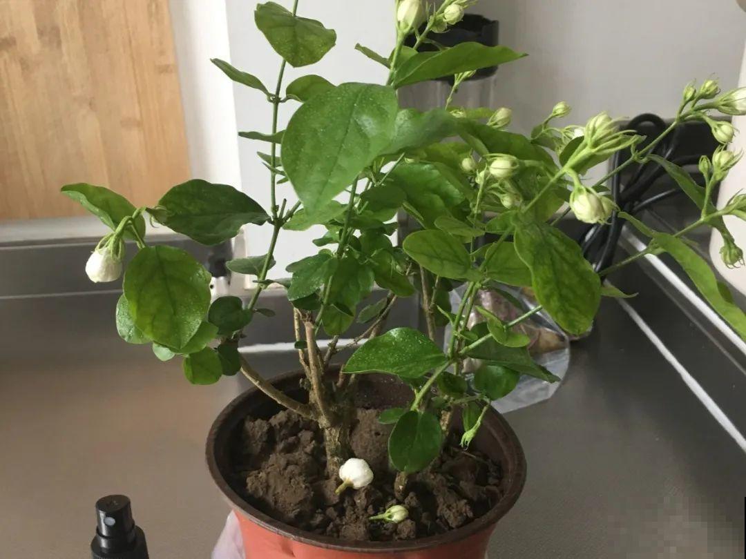 10种花，最怕换盆，换完活不过3天！