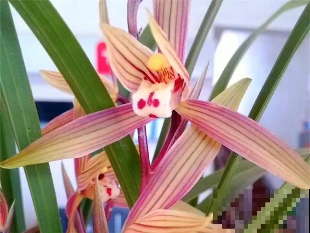 6种兰花，一开花香飘满屋，越养越值钱！