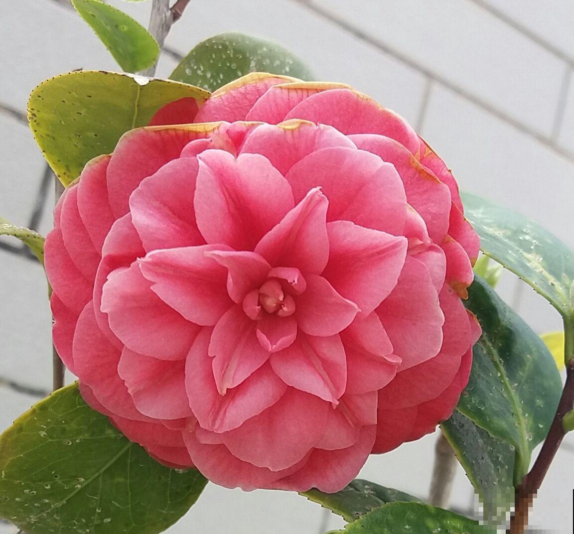 花养成光杆司令，别急着丢掉，剪一剪，晒一晒，还能重新发芽