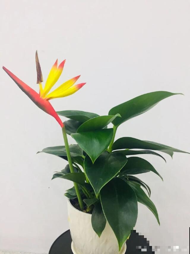 18种小众花，有趣的人都在养，开花绝对惊艳！