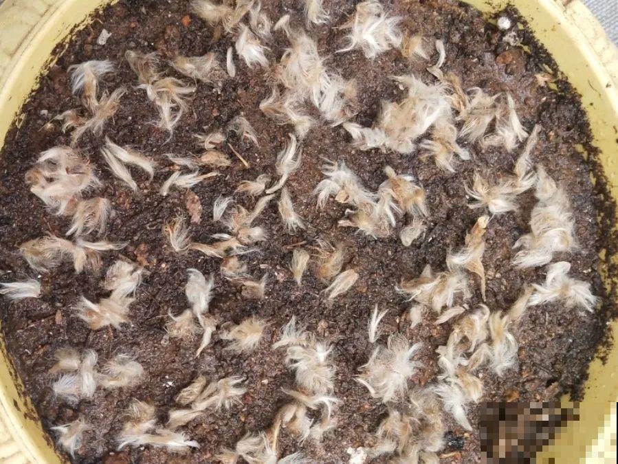 8种花不用扦插，开完花等1个月，一盆能生几十盆！