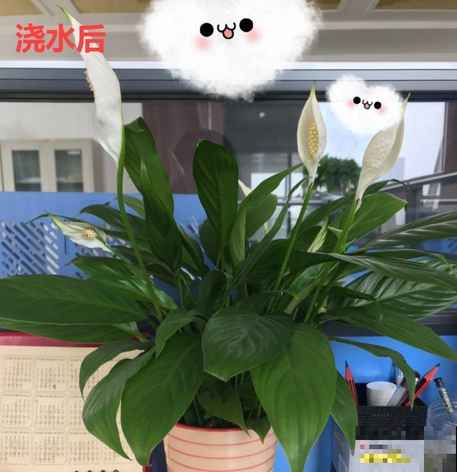 10种花，春天不能晒，躲屋里最安全！