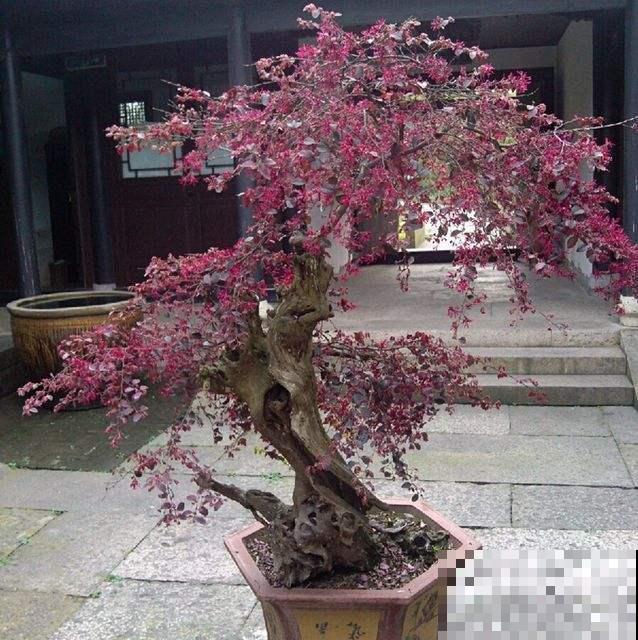 路边火红大花球，看着太馋人了，其实在家也能种出来！