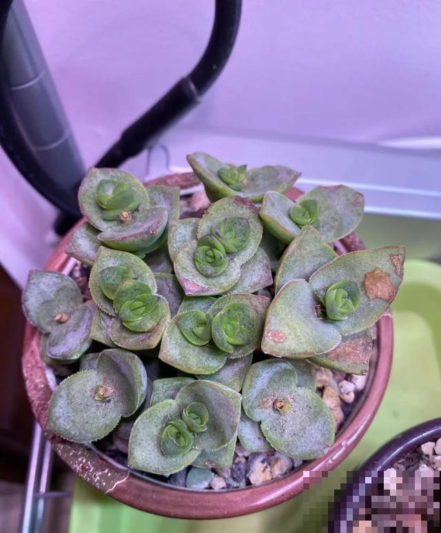 春天买花要注意，6种花千万别买，都是骗人的！