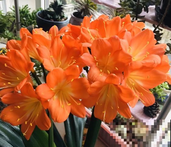 君子兰开成大花球，年年结果一大堆，原来秘诀是吃“废油”？