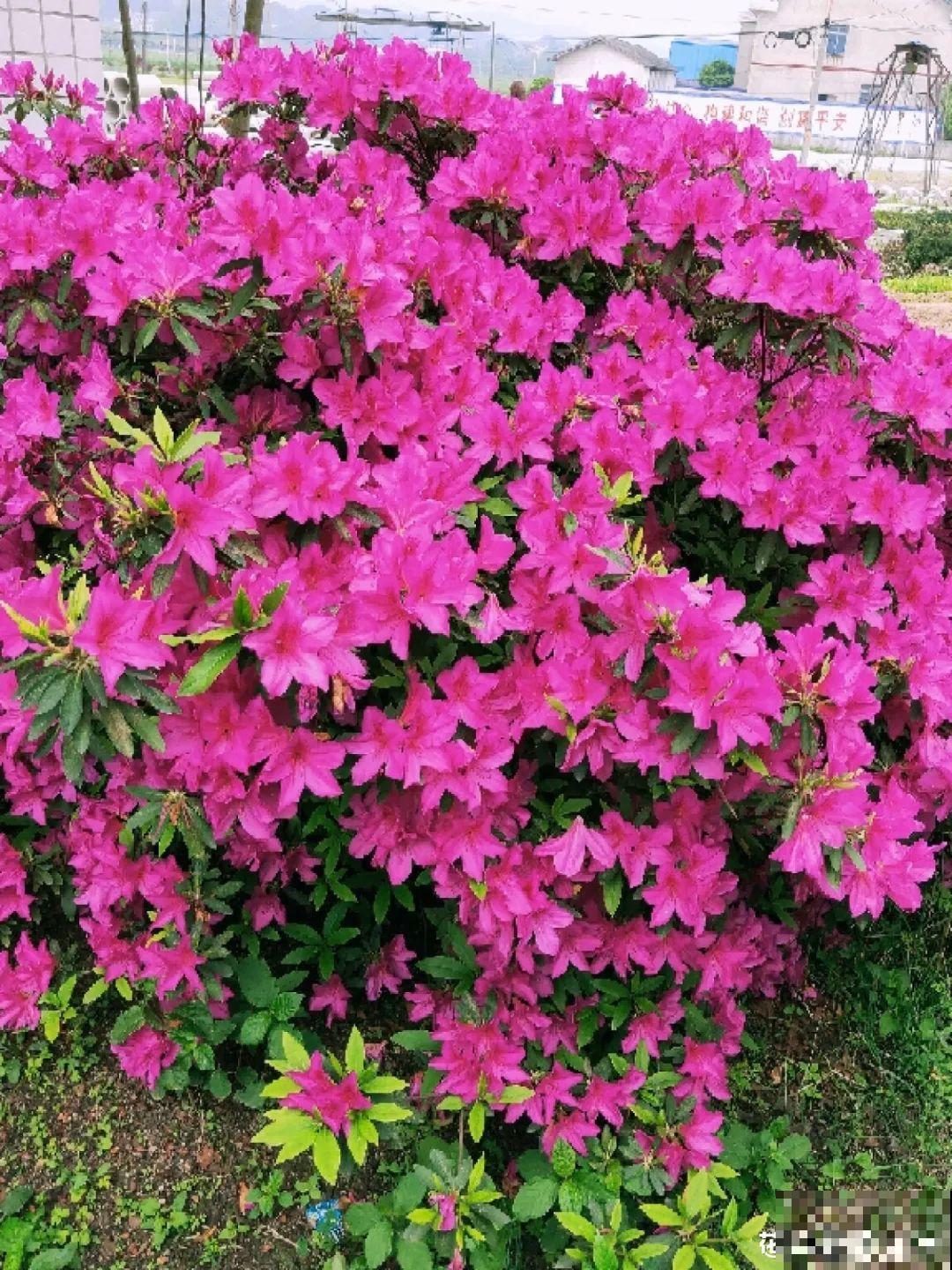 不是所有花都能喷水，这6种花要注意，喷水太多容易烂叶
