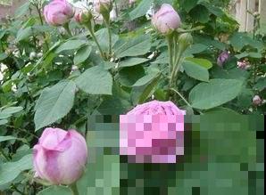 月季光开花不结果，就是几点不到位，学会后能摘一堆！