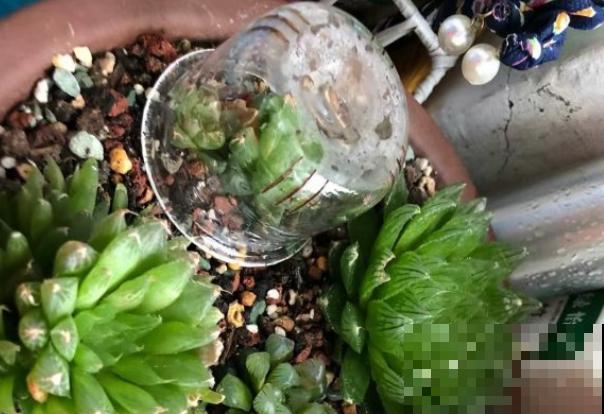 玉露长得晶莹剔透，叶子似碧玉，原来全靠闷养，一个塑料瓶解决！