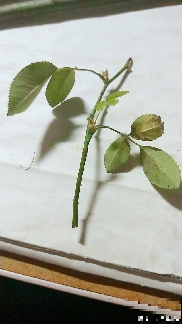 普通的月季苗，他养2年，变成一棵大花树，咋做到的？