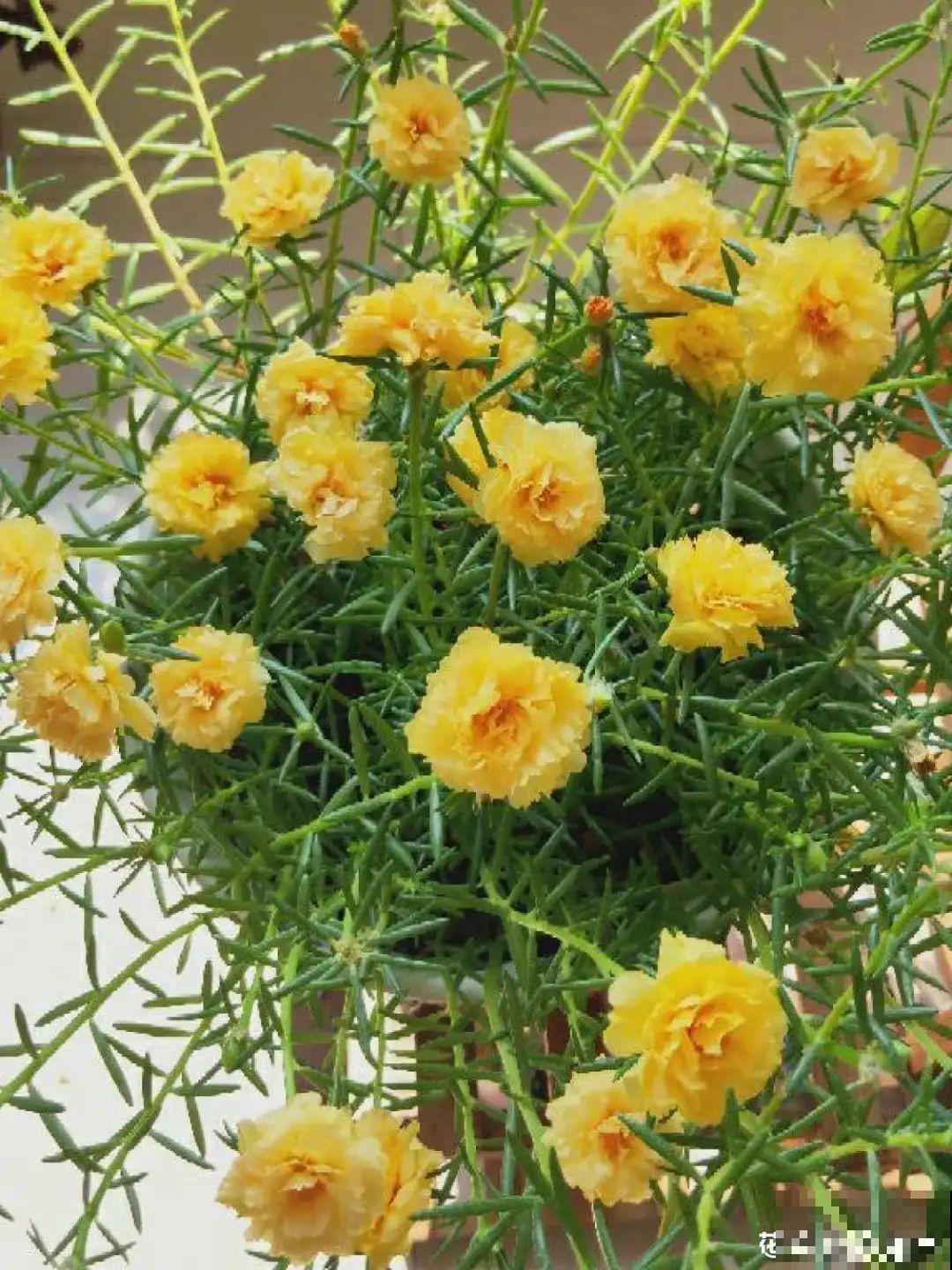 这10种花，天越热越扦插，3天冒出大白根！