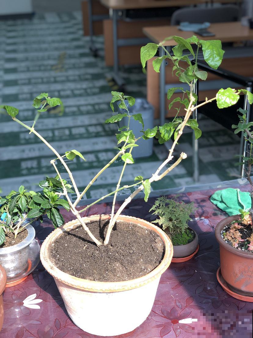 养花必备1种小玩意，往盆面戳几下，花长得呼呼的！