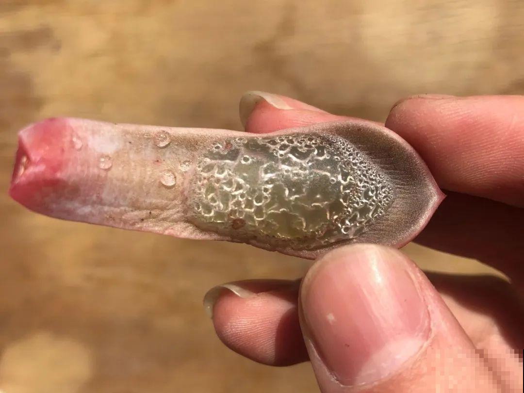 花叶子噗噗冒水珠，恭喜你，把花养灵了！
