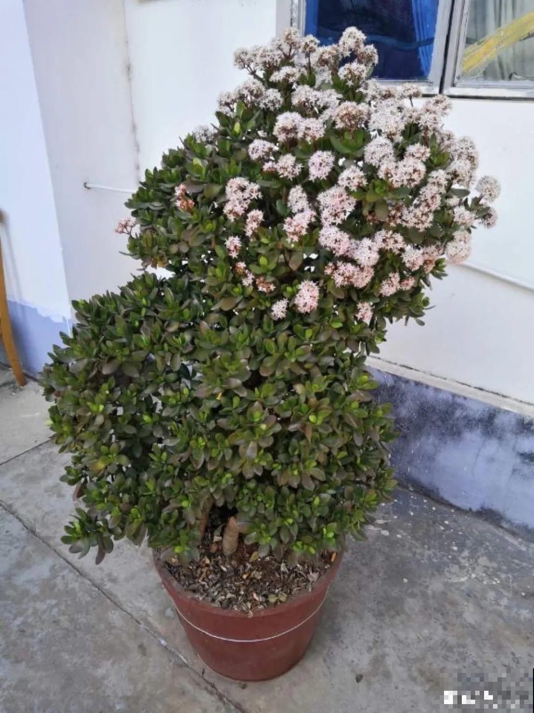 10种耐旱植物，平时少浇水，开花更准时！