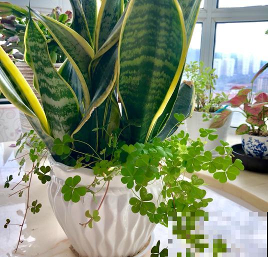 虎皮兰旱一旱，施点肥，土里钻出小芽崽！