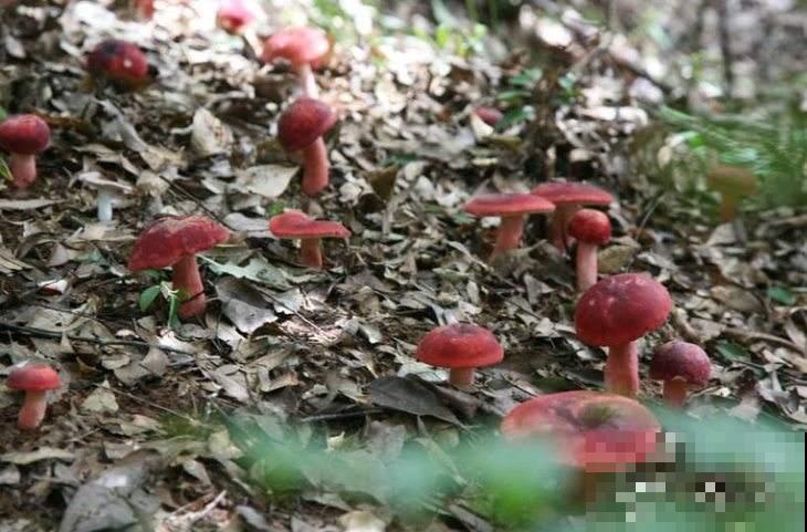 上山挖到红蘑菇，大家不敢吃便丢掉，查了才知道价值很高！
