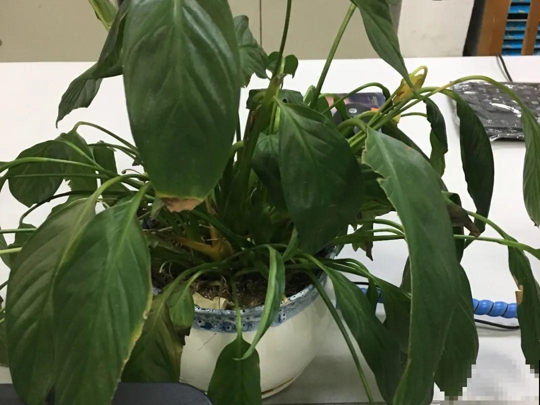 6种花一天不浇水，叶子就耷拉，缺水3天就死翘！