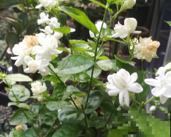 养茉莉花，学会一个小技巧，枝繁叶茂、开花不断！