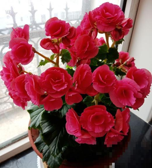 一种花公认最难养，却非常受欢迎，年年养死年年买！
